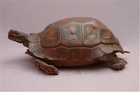 藏品(緬甸棕龜)的圖片